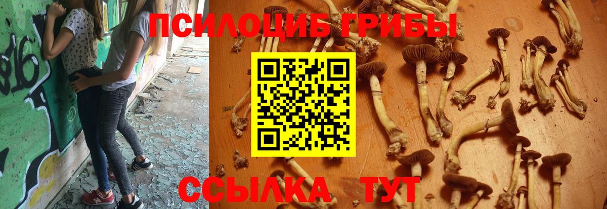 Псилоцибиновые грибы Psilocybe  Вход с VPN  Кириши 